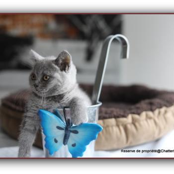 chaton British Shorthair blue Billy blue Chatterie Carbin