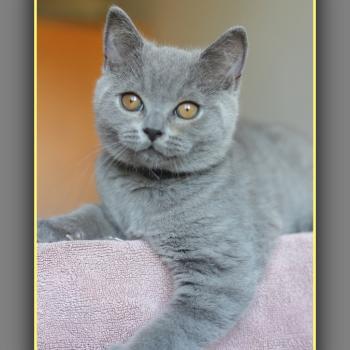 chaton British Shorthair blue Billy blue Chatterie Carbin