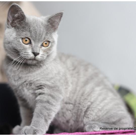 BILLY BLUE CARBIN Mâle British Shorthair