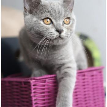 chaton British Shorthair blue BILLY BLUE Chatterie Carbin
