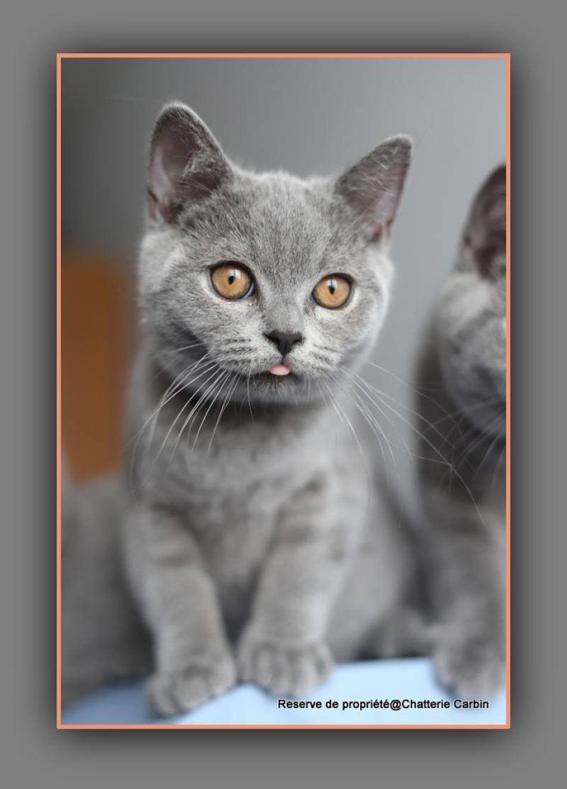 BILLY BLUE CARBIN Mâle British Shorthair