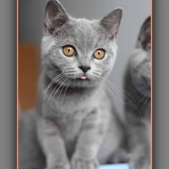 BILLY BLUE CARBIN Mâle British Shorthair