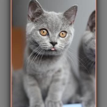 chaton British Shorthair blue BILLY BLUE Chatterie Carbin