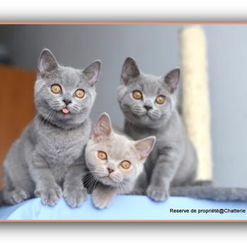 chaton British Shorthair blue BILLY BLUE Chatterie Carbin