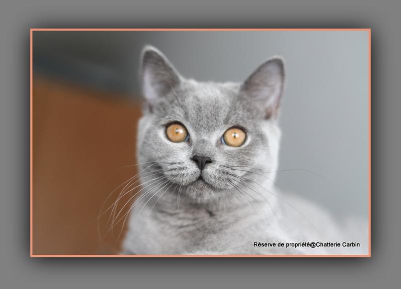 BILLY BLUE CARBIN Mâle British Shorthair
