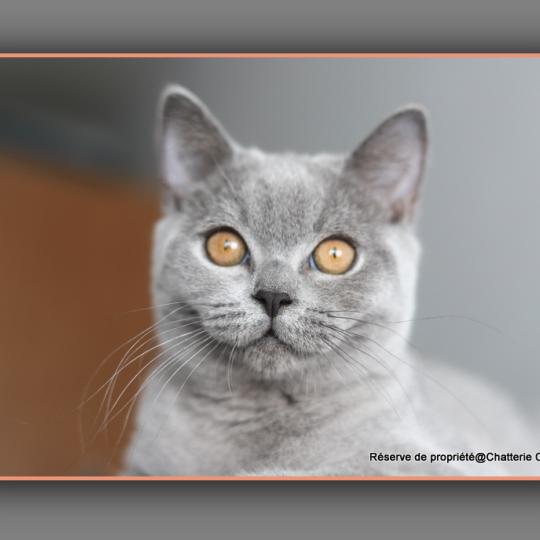 BILLY BLUE CARBIN Mâle British Shorthair