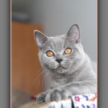 chaton British Shorthair blue BILLY BLUE Chatterie Carbin