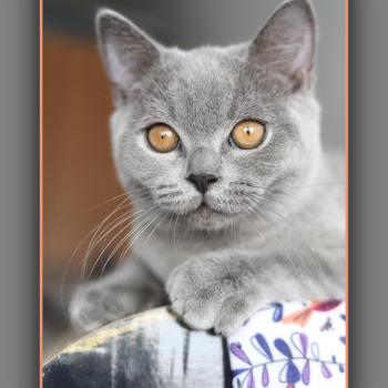 chaton British Shorthair blue BILLY BLUE Chatterie Carbin