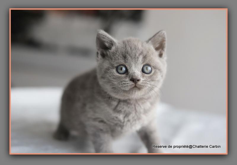 Billy CARBIN Mâle British Shorthair