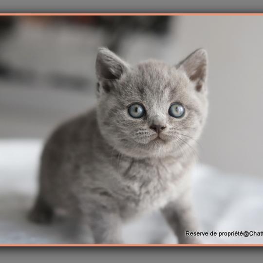 Billy CARBIN Mâle British Shorthair
