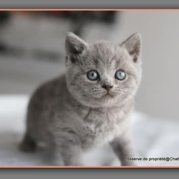 chaton British Shorthair blue Billy Chatterie Carbin