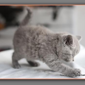 chaton British Shorthair blue Billy Chatterie Carbin