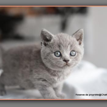 chaton British Shorthair blue Billy Chatterie Carbin