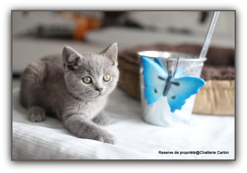 Billy CARBIN Mâle British Shorthair