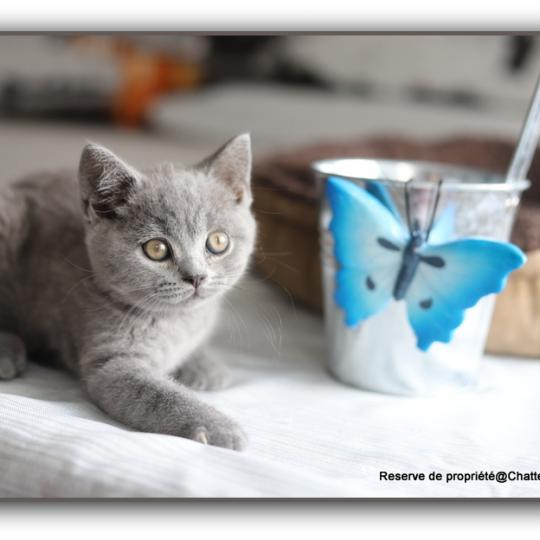 Billy CARBIN Mâle British Shorthair