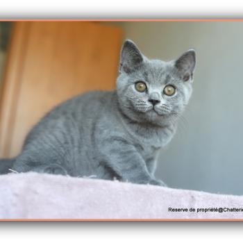 chaton British Shorthair blue Billy Chatterie Carbin