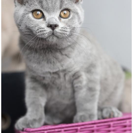 BILLY CARBIN Mâle British Shorthair