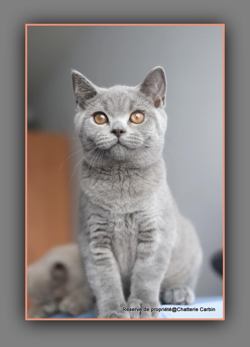 BILLY CARBIN Mâle British Shorthair