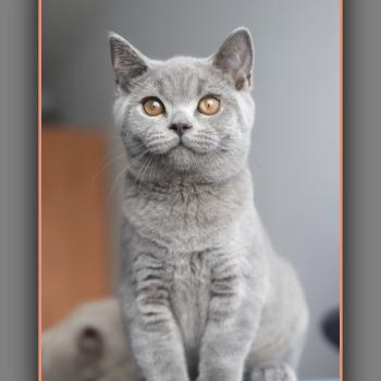 chaton British Shorthair blue BILLY Chatterie Carbin