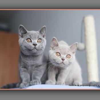 chaton British Shorthair blue BILLY Chatterie Carbin