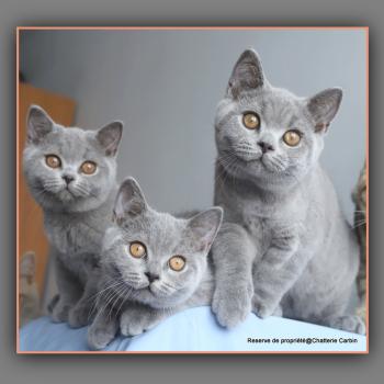 chaton British Shorthair blue BILLY Chatterie Carbin