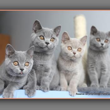 chaton British Shorthair blue BILLY Chatterie Carbin