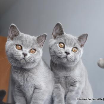 chaton British Shorthair blue BILLY Chatterie Carbin