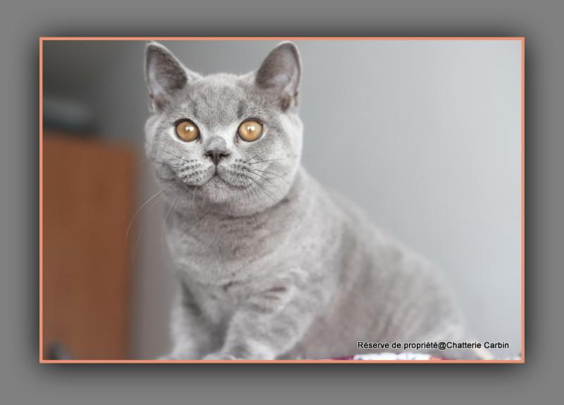 BILLY CARBIN Mâle British Shorthair