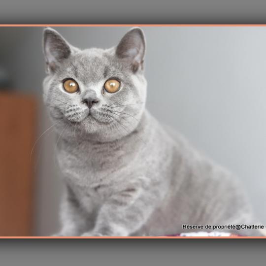 BILLY CARBIN Mâle British Shorthair