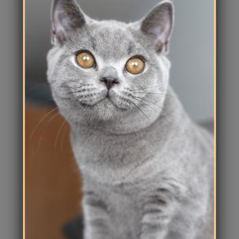 chaton British Shorthair blue BILLY Chatterie Carbin