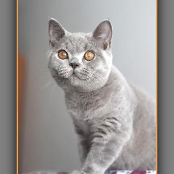 chaton British Shorthair blue BILLY Chatterie Carbin