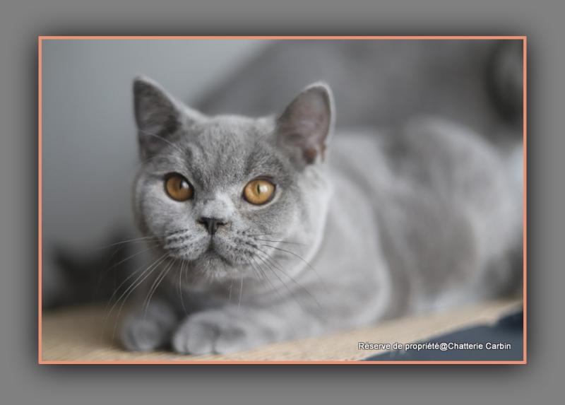 BILLY CARBIN Mâle British Shorthair