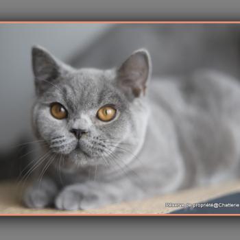 chaton British Shorthair blue BILLY Chatterie Carbin
