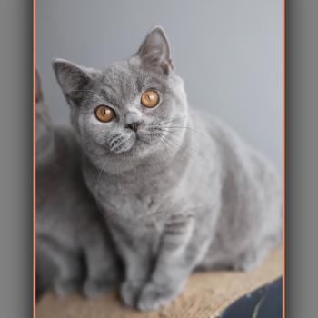 chaton British Shorthair blue BILLY Chatterie Carbin