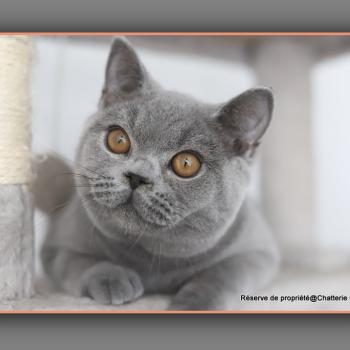 chaton British Shorthair blue BILLY Chatterie Carbin