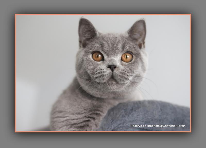 BILLY CARBIN Mâle British Shorthair