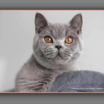 chaton British Shorthair blue BILLY Chatterie Carbin