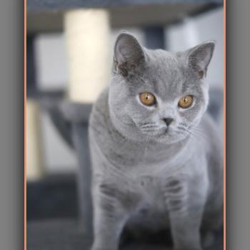 chaton British Shorthair blue BILLY Chatterie Carbin