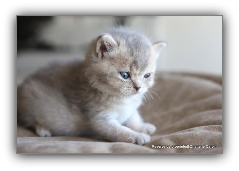 BLUE BOOK CARBIN Mâle British Shorthair