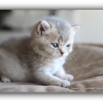 chaton British Shorthair BLUE BOOK Chatterie Carbin