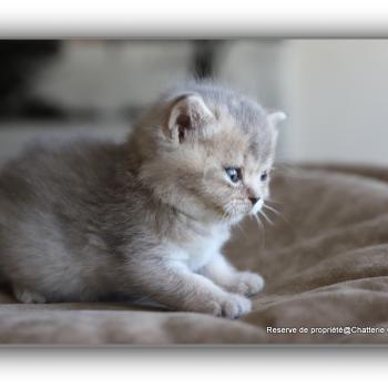 chaton British Shorthair BLUE BOOK Chatterie Carbin