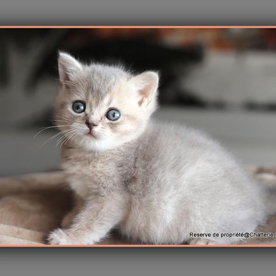 BLUE BOOK CARBIN Mâle British Shorthair