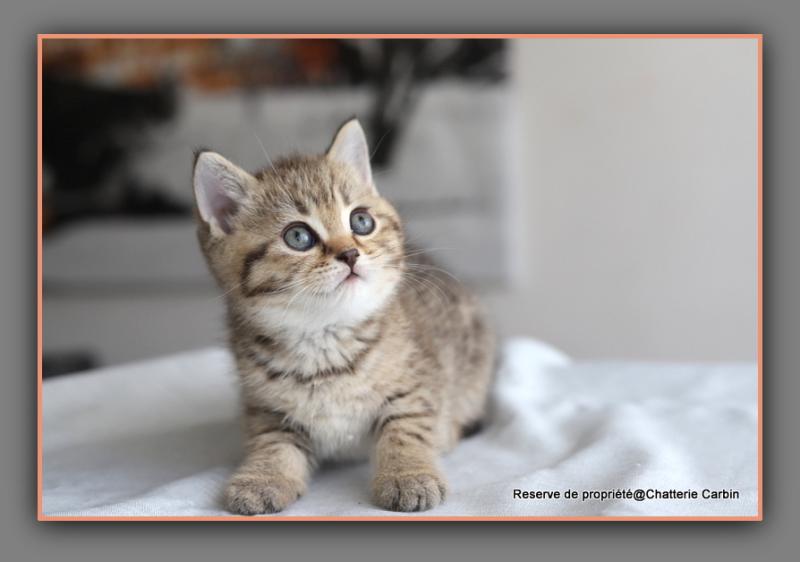 Bredele CARBIN Mâle British Shorthair