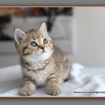 chaton British Shorthair black golden ticked tabby Bredele Chatterie Carbin
