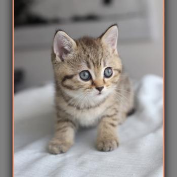chaton British Shorthair black golden ticked tabby Bredele Chatterie Carbin