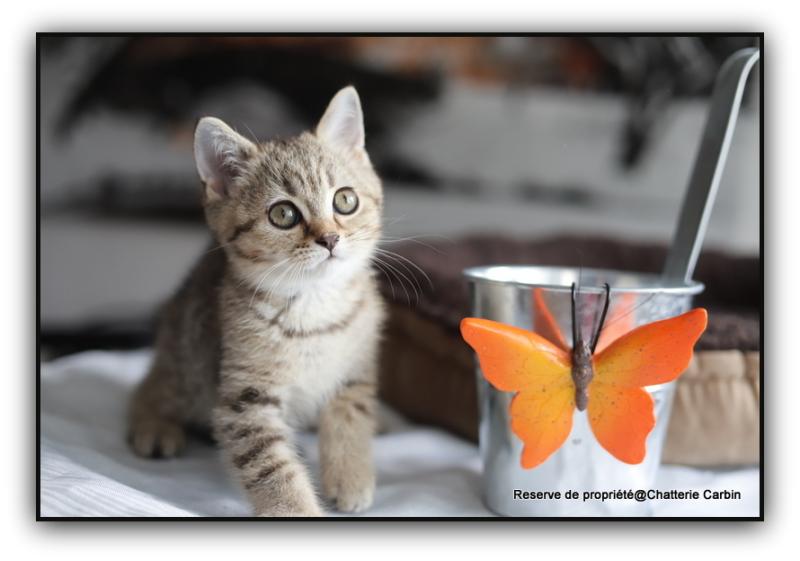 Bredele CARBIN Mâle British Shorthair