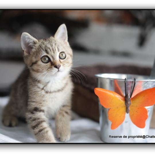 Bredele CARBIN Mâle British Shorthair