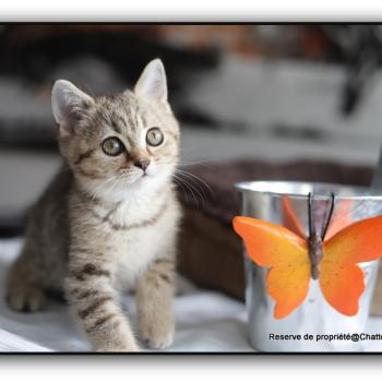 chaton British Shorthair black golden ticked tabby Bredele Chatterie Carbin