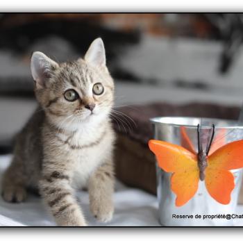chaton British Shorthair black golden ticked tabby Bredele Chatterie Carbin