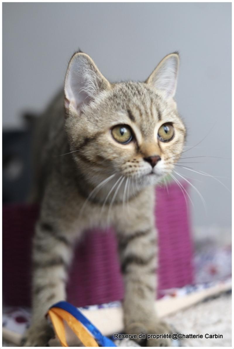BREDELE CARBIN Mâle British Shorthair